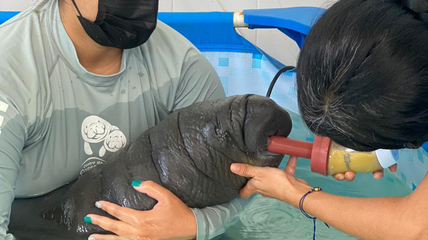 Avanza Recuperación De “Tasajerito”, Neonato Manatí Del Caribe Rescatado En Tasajera